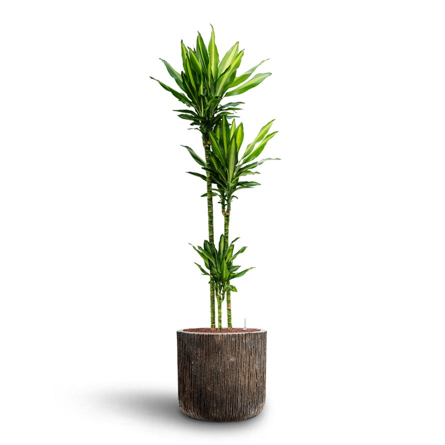 Dracaena Cintho - Multi Stem - Hydroculture Luxe Lite Waterfall Cylinder Planter - Bronze