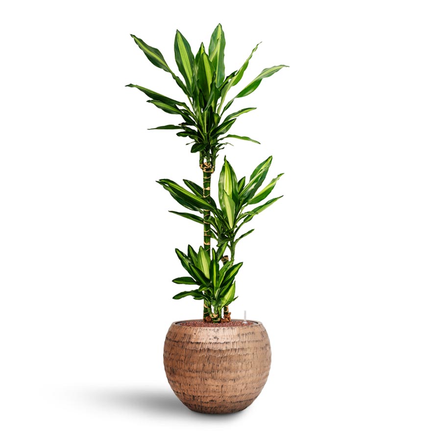 Dracaena Cintho - Multi Stem - Hydroculture & Opus Hammered Globe Planter - Gold