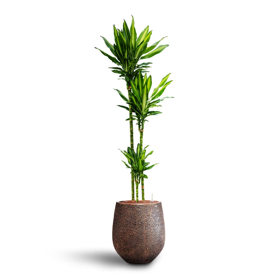 Dracaena Cintho - Multi Stem - Hydroculture & Opus Hit Darcy Planter - Gold
