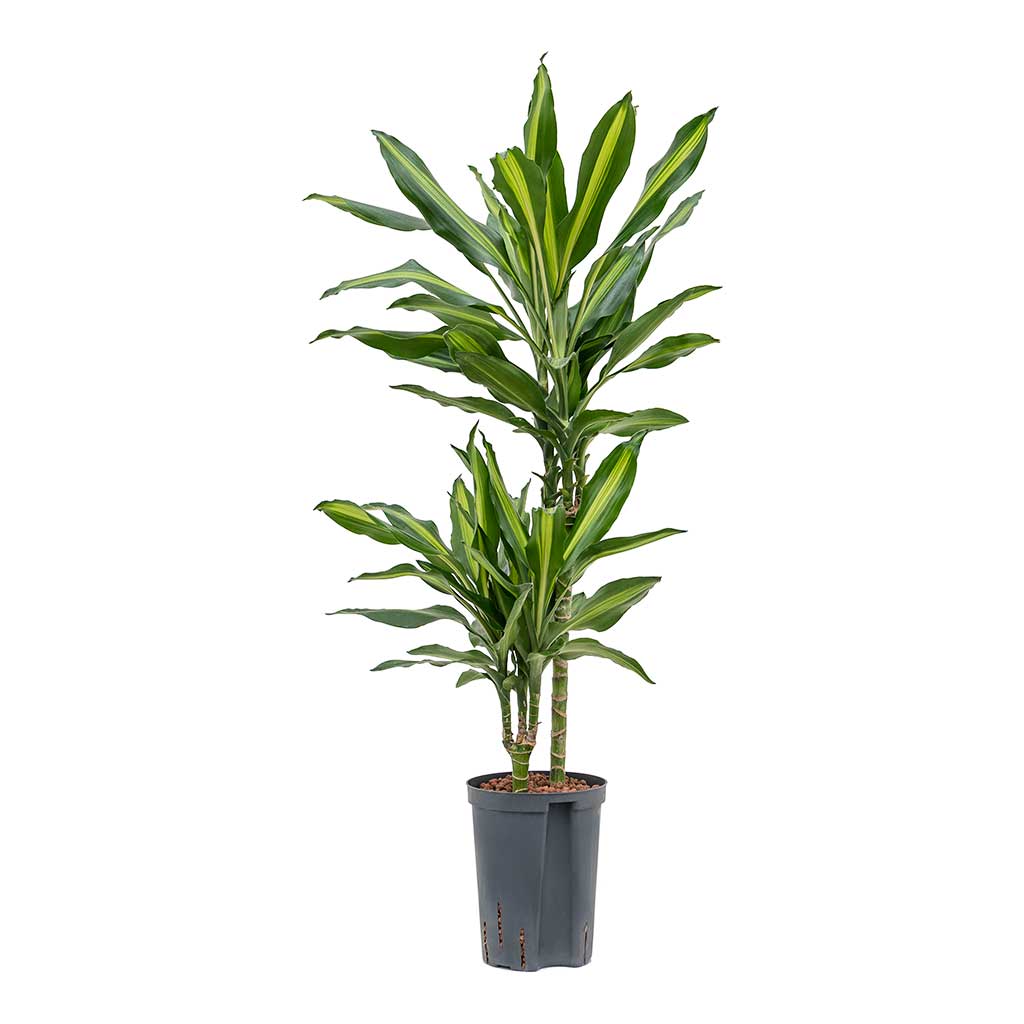 Dracaena Cintho Multi-Stem Hydroculture Indoor Plant 2 Stems