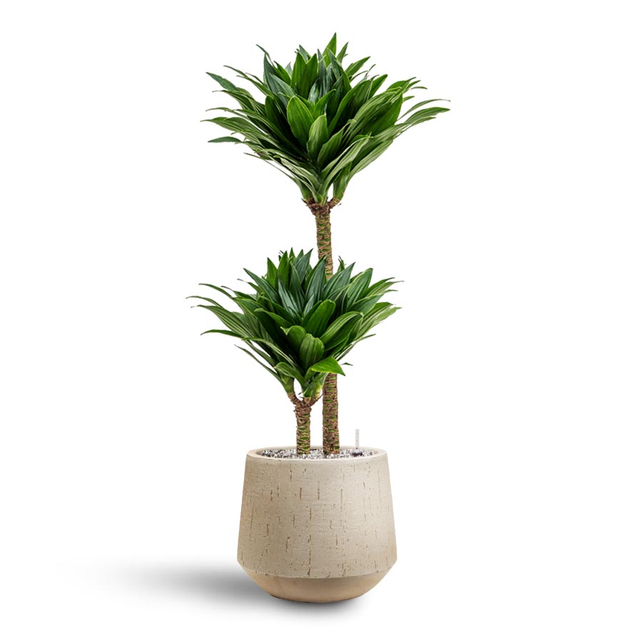 Dracaena Compacta - Multi Stem - Hydroculture Indoor Plant & Raindrop Tube Round Planter - Stone