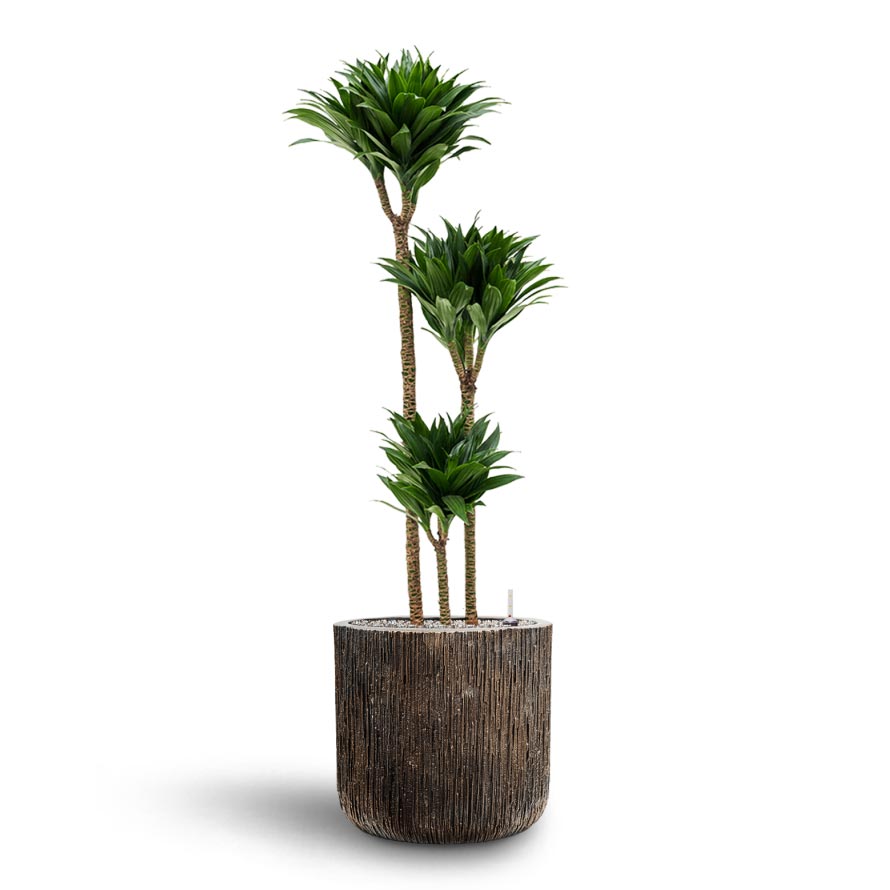 Dracaena Compacta - Multi Stem - Hydroculture Indoor Plant & Luxe Lite Waterfall Cylinder Planter - Bronze