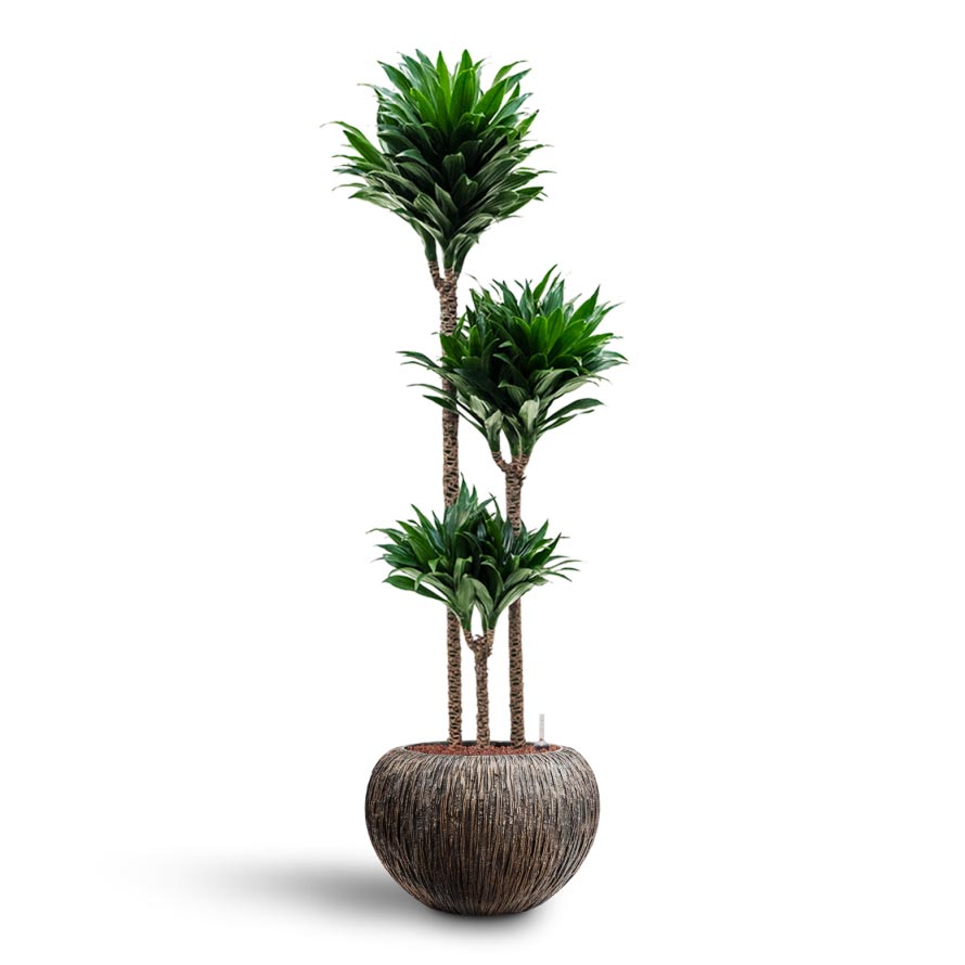 Dracaena Compacta - Multi Stem - Hydroculture Indoor Plant & Luxe Lite Waterfall Globe Planter - Bronze