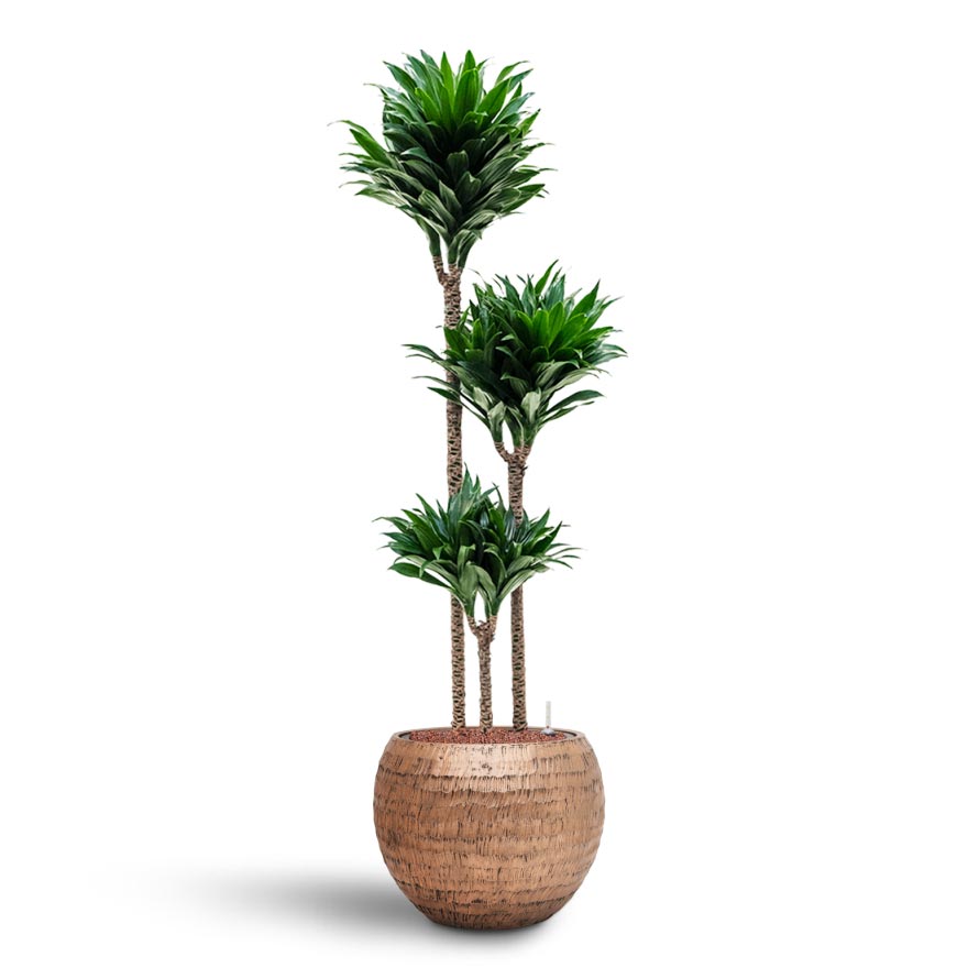 Dracaena Compacta - Multi Stem - Hydroculture Indoor Plant & Opus Hammered Globe Planter - Gold