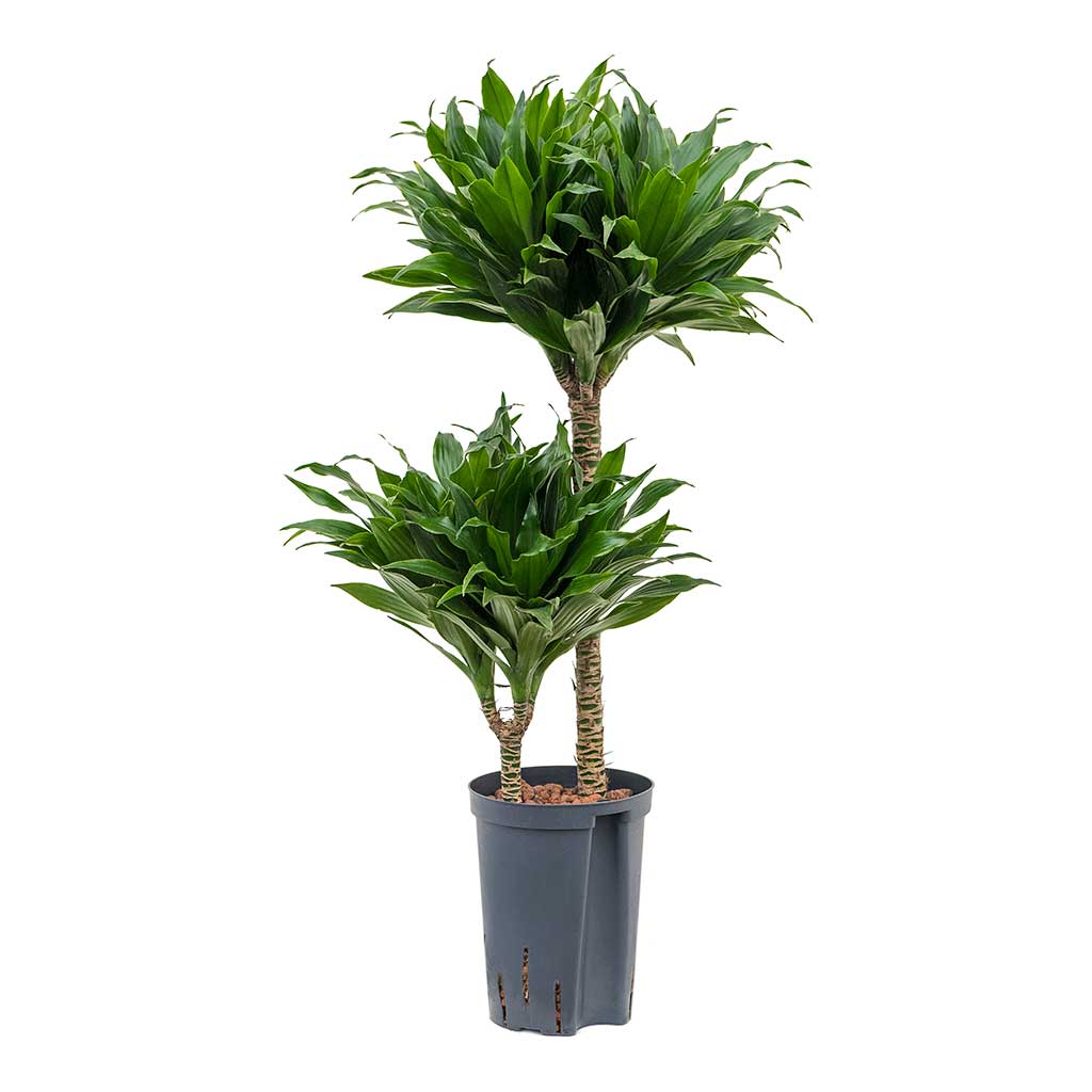 Dracaena Compacta Multi-Stem Hydroculture Indoor Plant 2 Stems