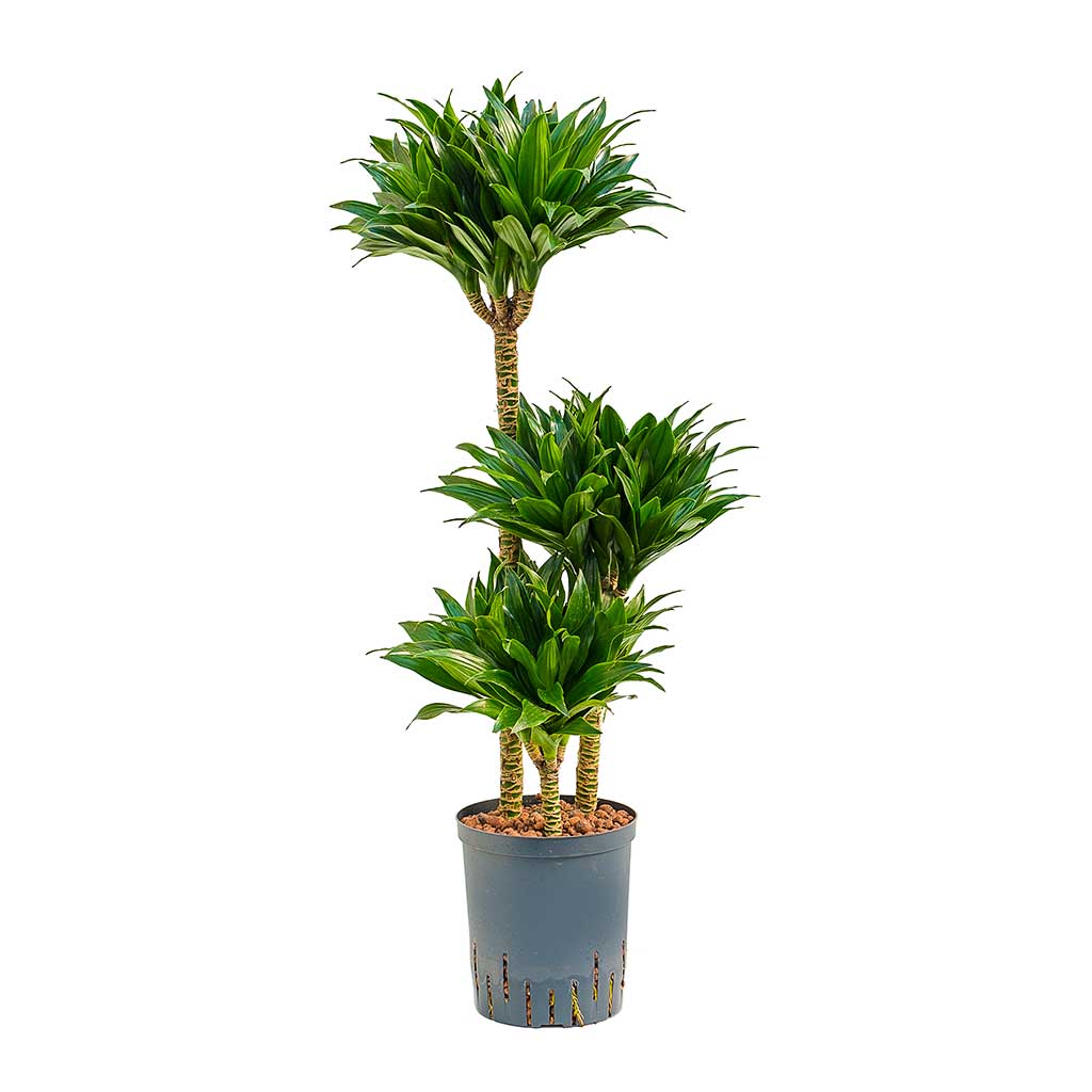 Dracaena Compacta Multi-Stem Hydroculture Indoor Plant 3 Stems