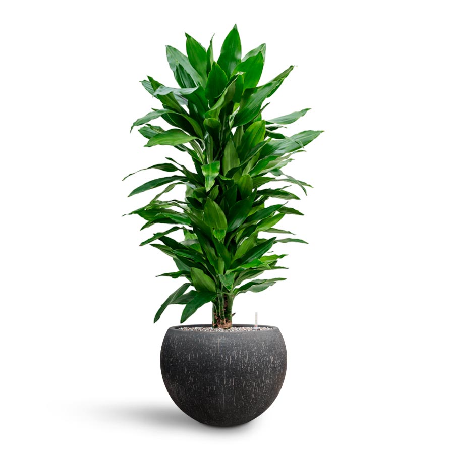 Dracaena Janet Lind - Branched - Hydroculture & Raindrop Globe Planter - Anthracite
