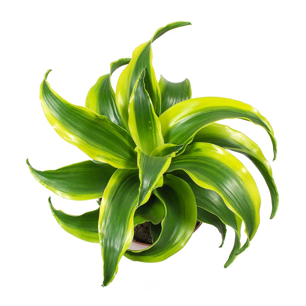 Dracaena fragrans Tornado Leaves