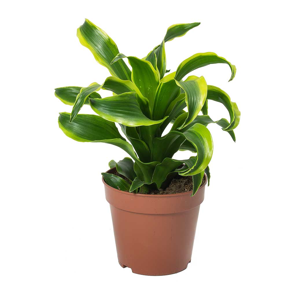 Dracaena fragrans Tornado - Head