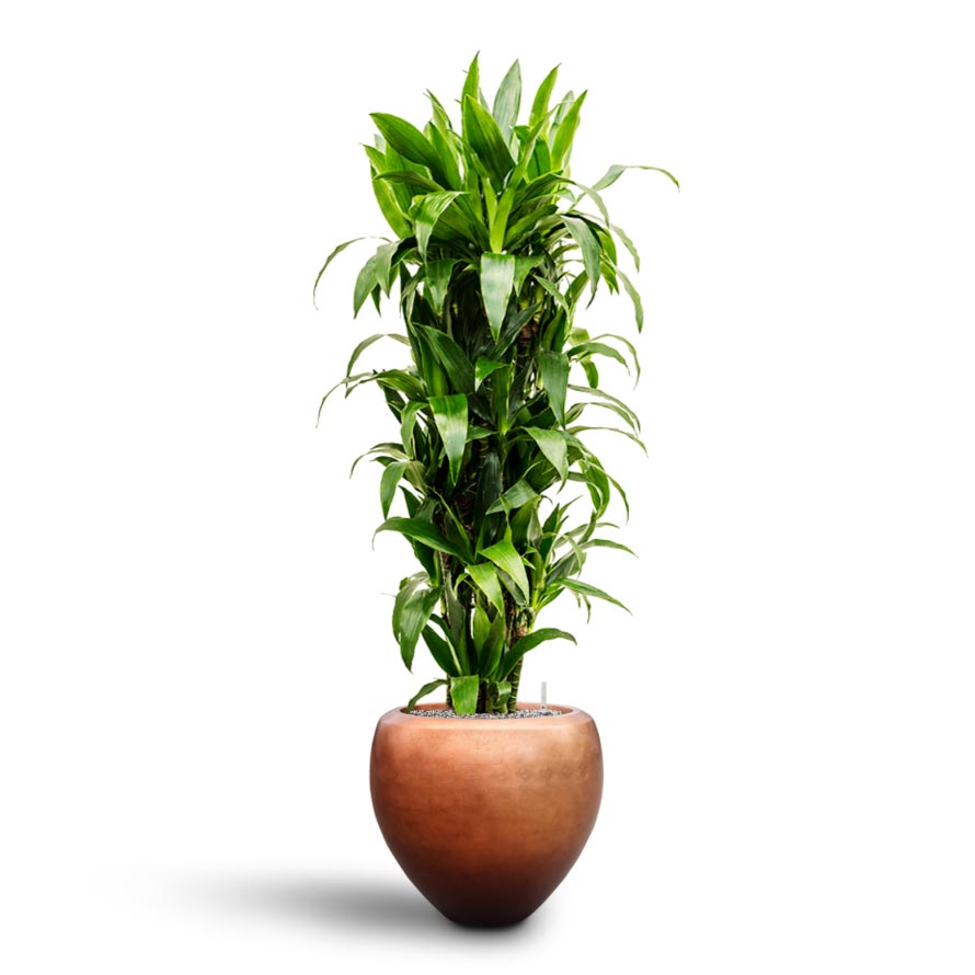Dracaena Janet Craig - Branched - Hydroculture Indoor Plant & Metallic Couple Plant Pot - Matt Copper