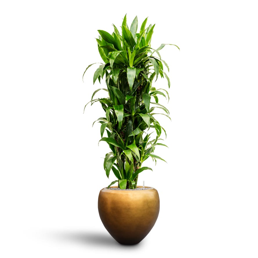 Dracaena Janet Craig - Branched - Hydroculture Indoor Plant & Metallic Couple Plant Pot - Matt Honey
