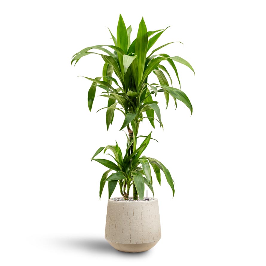 Dracaena Janet Craig - Multi Stem - Hydroculture Indoor Plant & Raindrop Tube Round Planter - Stone