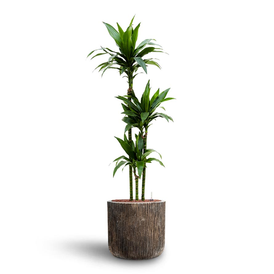 Dracaena Janet Craig - Multi Stem - Hydroculture Indoor Plant & Luxe Lite Waterfall Cylinder Planter - Bronze