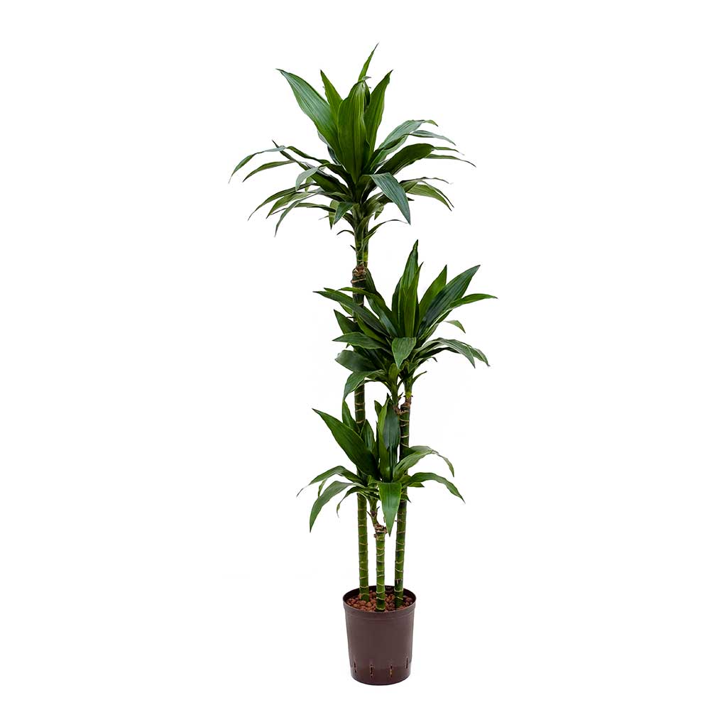 Dracaena Janet Craig Hydroculture Indoor Plant 3 Stems Tall
