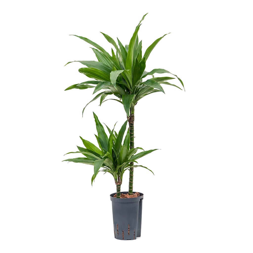 Dracaena Janet Craig - Multi Stem - Hydroculture
