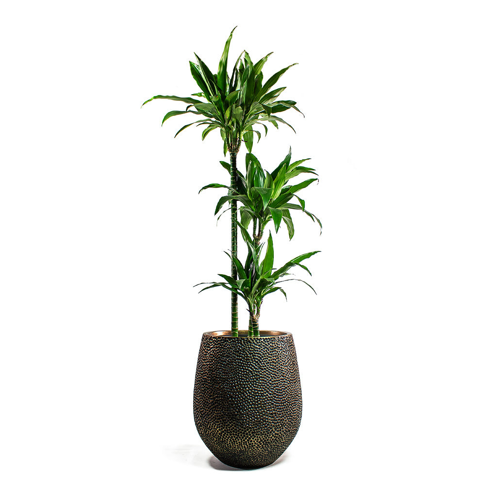 Dracaena Janet Craig Multi Stem Hydroculture with Opus Hit Darcy Planter Gold