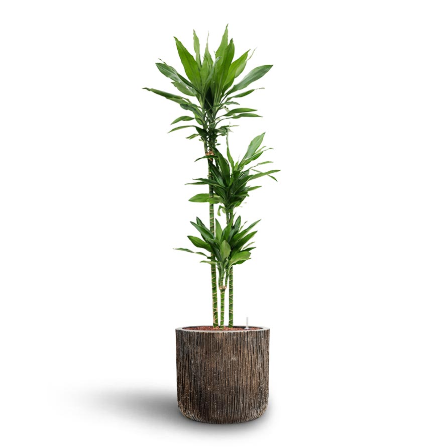 Dracaena Janet Lind - Multi Stem - Hydroculture & Luxe Lite Waterfall Cylinder Planter - Bronze