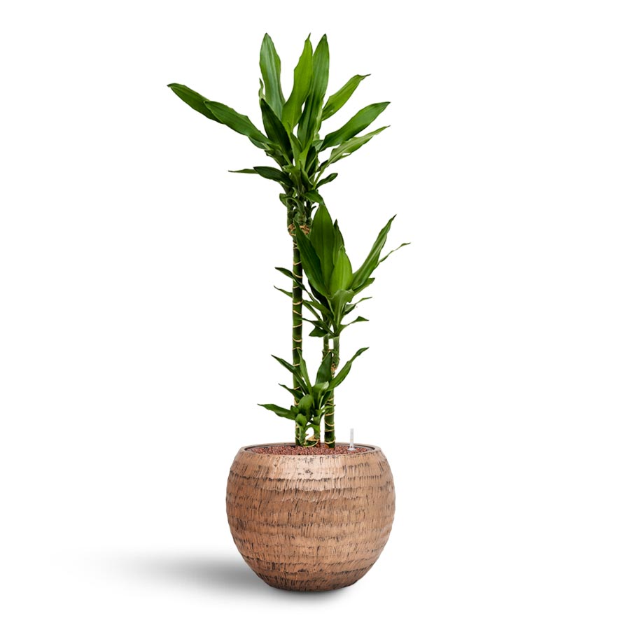 Dracaena Janet Lind - Multi Stem - Hydroculture Indoor Plant & Opus Hammered Globe Planter - Gold