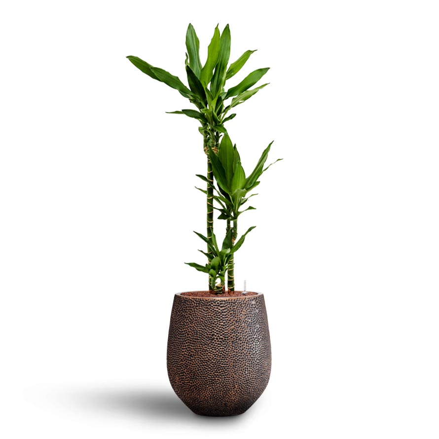Dracaena Janet Lind - Multi Stem - Hydroculture Indoor Plant & Opus Hit Darcy Planter - Gold