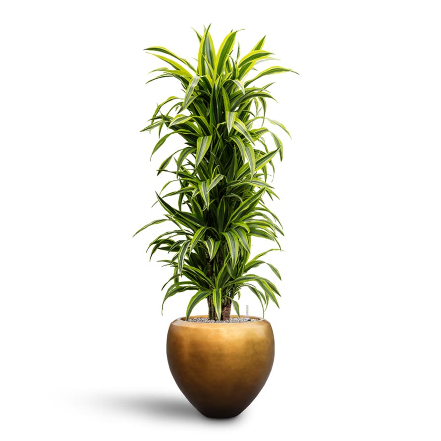 Dracaena Lemon Lime Branched Hydroculture Indoor Plant