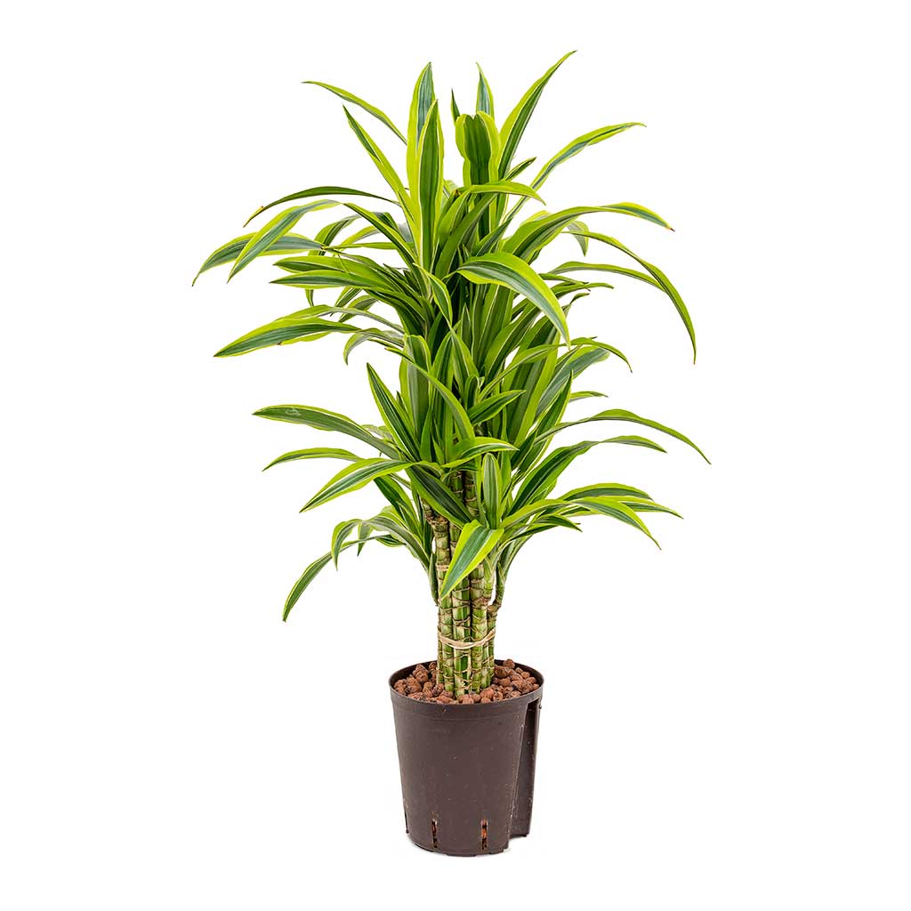 Dracaena Lemon Lime Branched Hydroculture Indoor Plant