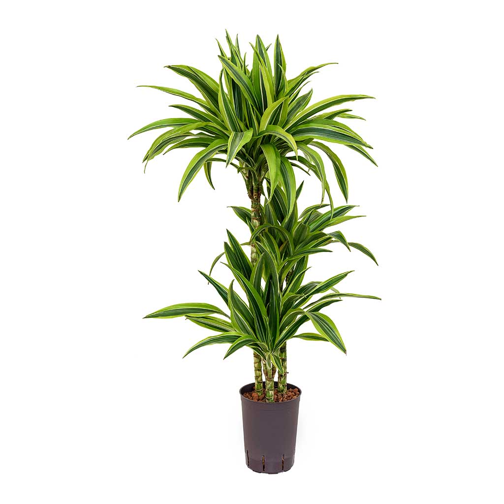 Dracaena Lemon Lime Hydroculture Indoor Plant 3 Stem Small