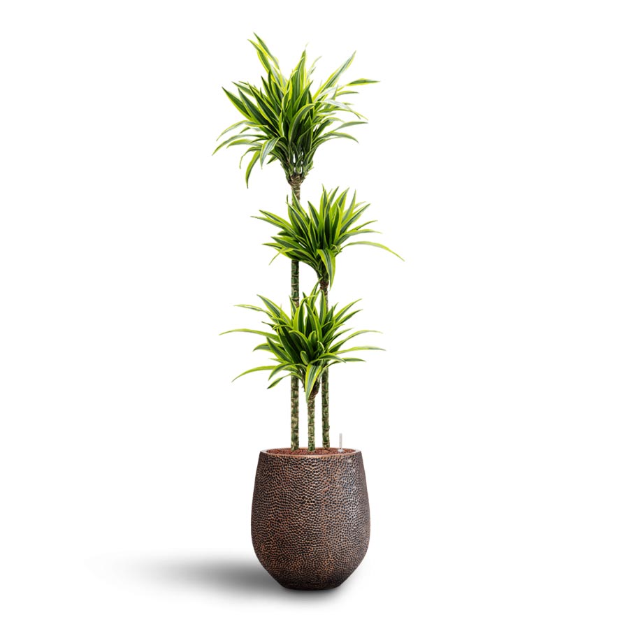 Dracaena Lemon lime - Multi Stem - Hydroculture Indoor Plant & Opus Hit Darcy Planter - Gold