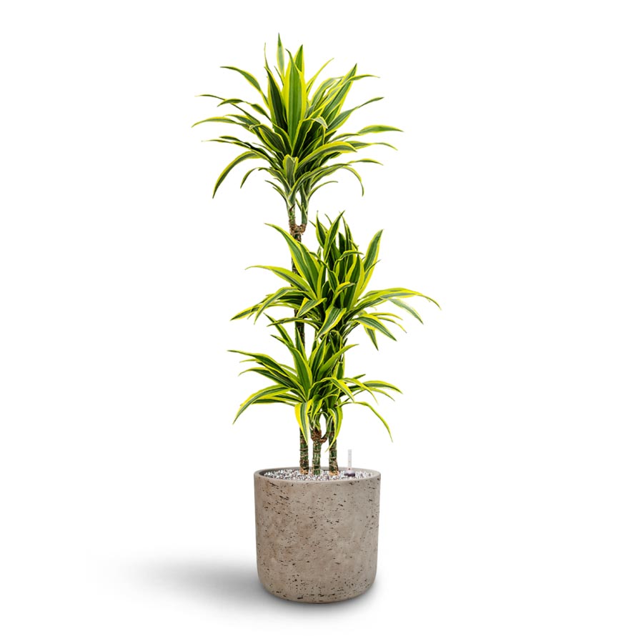 Dracaena Lemon lime - Multi Stem - Hydroculture 3 stem Indoor Plant & Charlie Plant Pot - Grey Washed