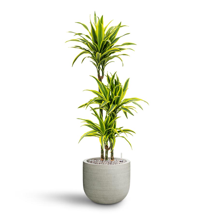 Dracaena Lemon lime - Multi Stem - Hydroculture & Cody Plant Pot Ridged Cement
