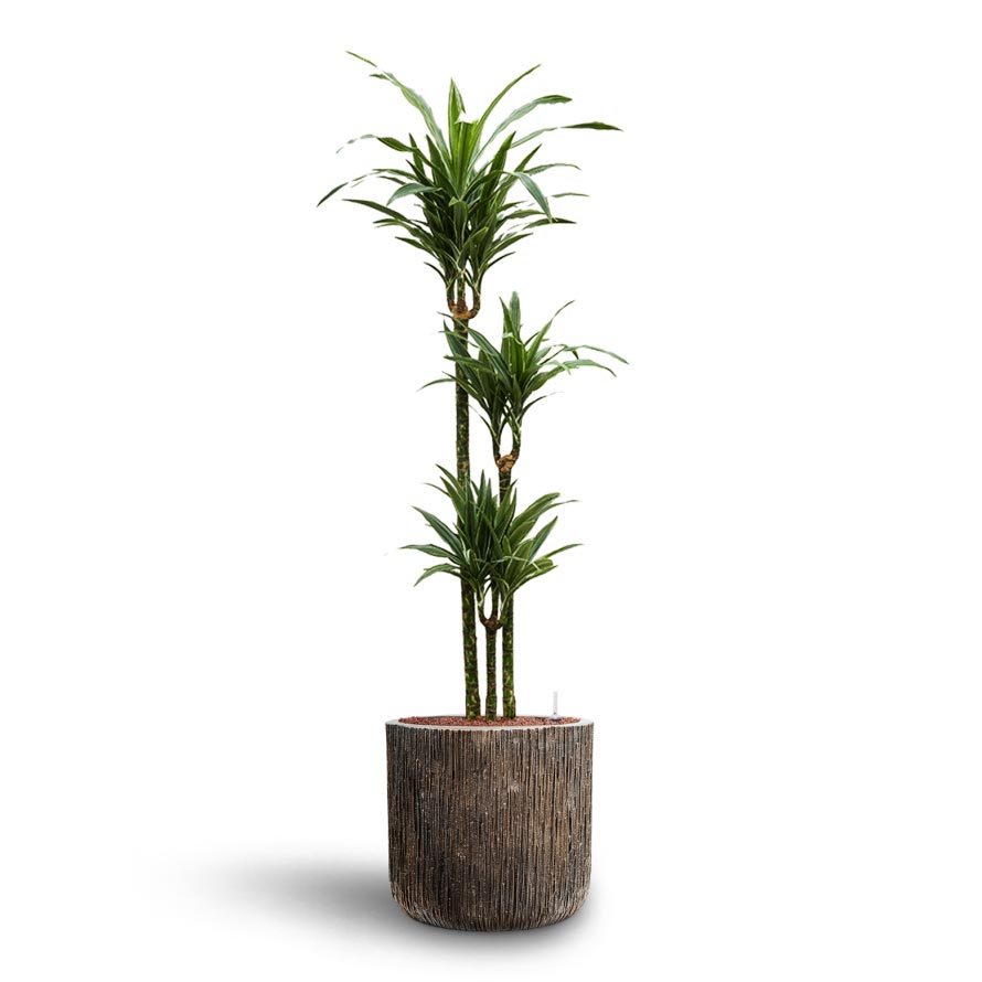 Dracaena Warneckii - Multi Stem - Hydroculture & Luxe Lite Waterfall Cylinder Planter - Bronze