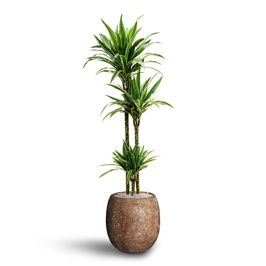 Polystone Coated Plain Balloon Planter - Rock & Warneckii Dracaena