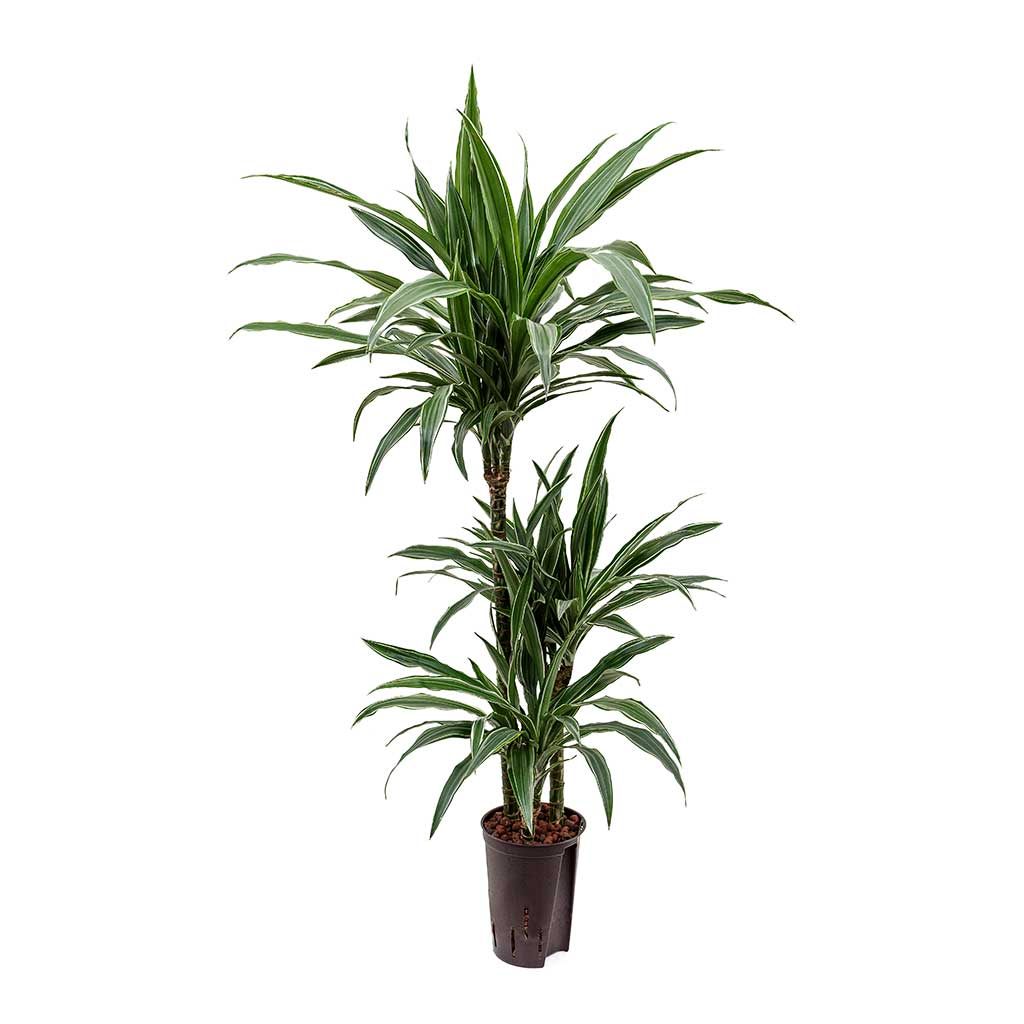 Dracaena Warneckii Multi-Stem Hydroculture Indoor Plant 3 Stems