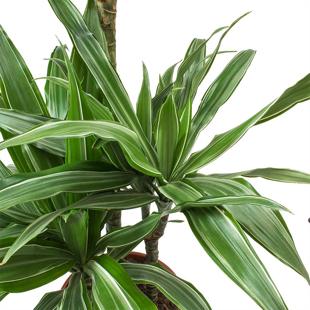 Dracaena deremensis Warneckii Leaves