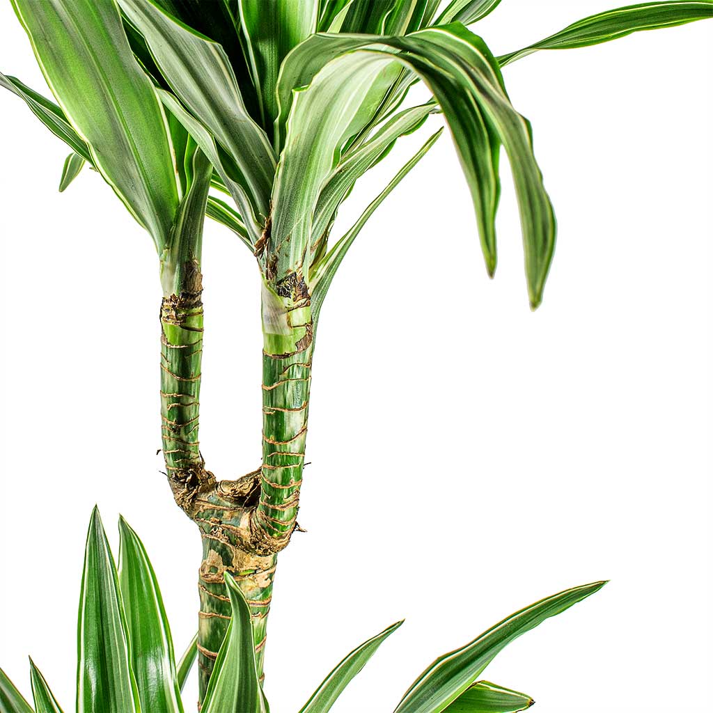 Dracaena deremensis Warneckii Multi Stem close up