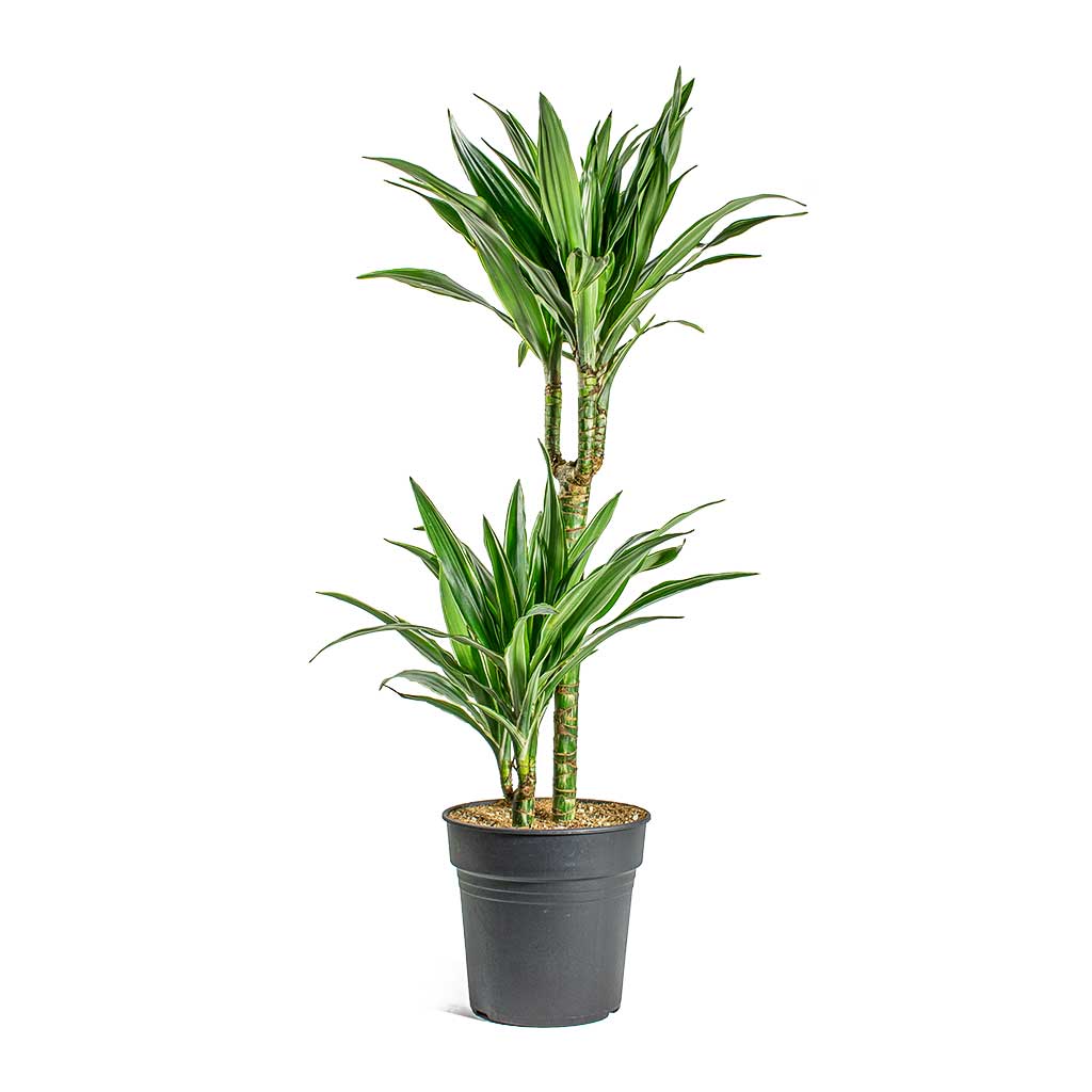 Dracaena deremensis Warneckii Multi Stem
