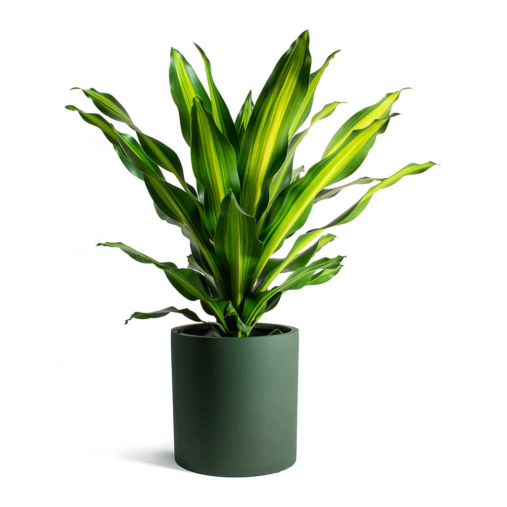 Dracaena fragrans Burley & Max Refined Planter Pine Green