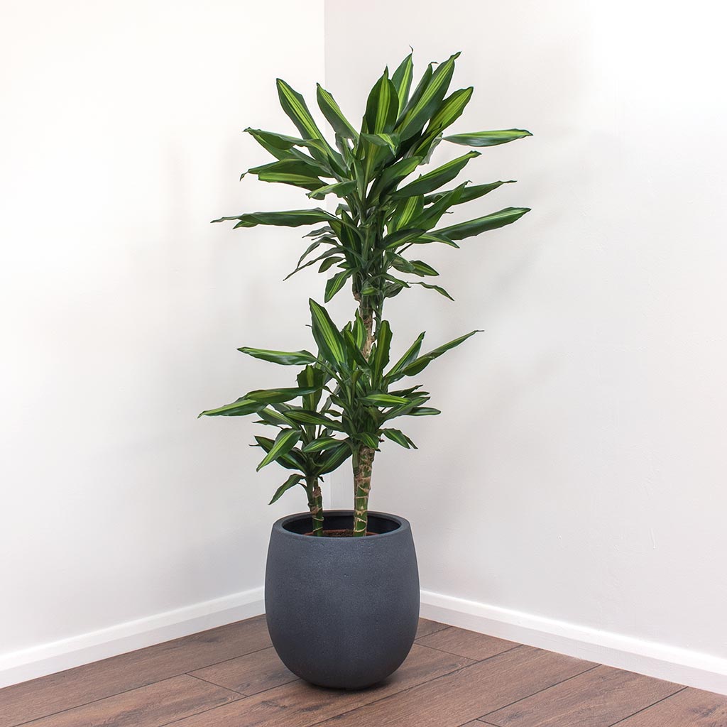 Dracaena fragrans Cintho - Multi Stem & Balloon Plant Pot - Natural Concrete
