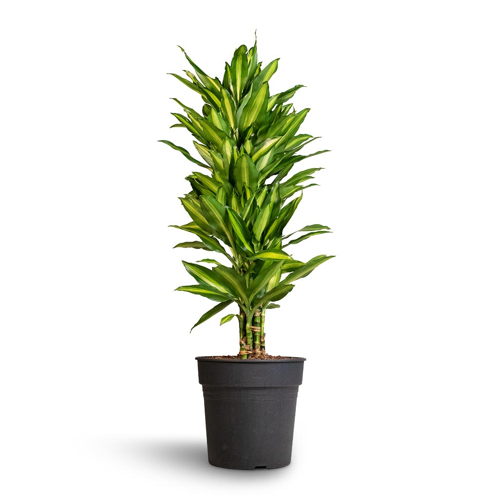 Dracaena fragrans Cintho - Branched - 27 x 120cm