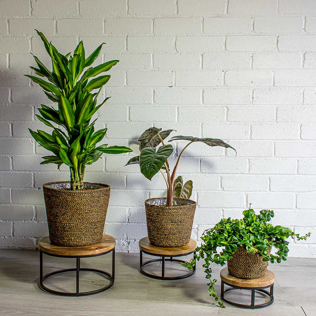 Dracaena fragrans Cintho Branched & Alocasia Yucatan Princess Elephant Ear & Aeschynanthus Rasta Lipstick Plant & Selin Plant Basket Camel