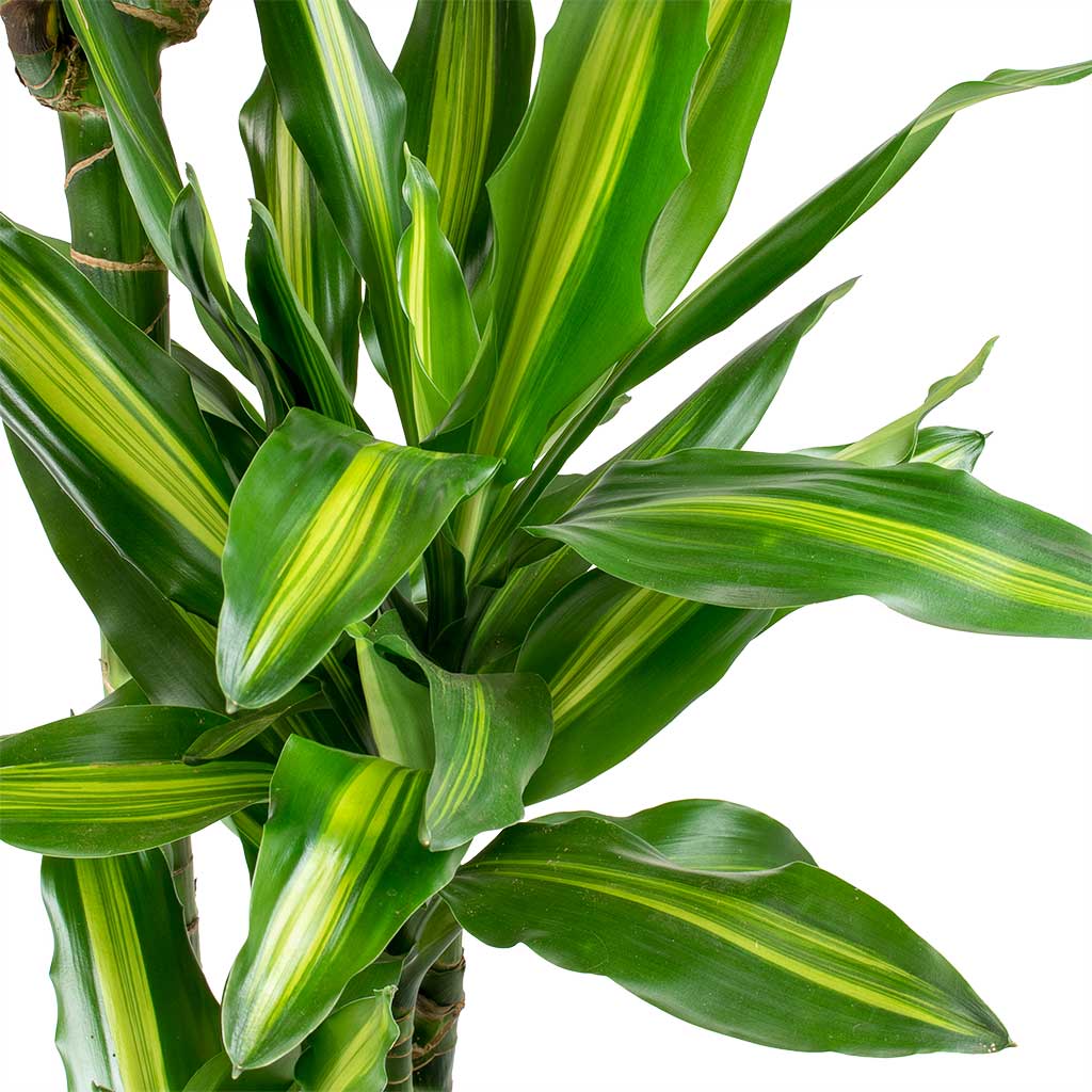 Dracaena fragrans Cintho - Branched Close Up