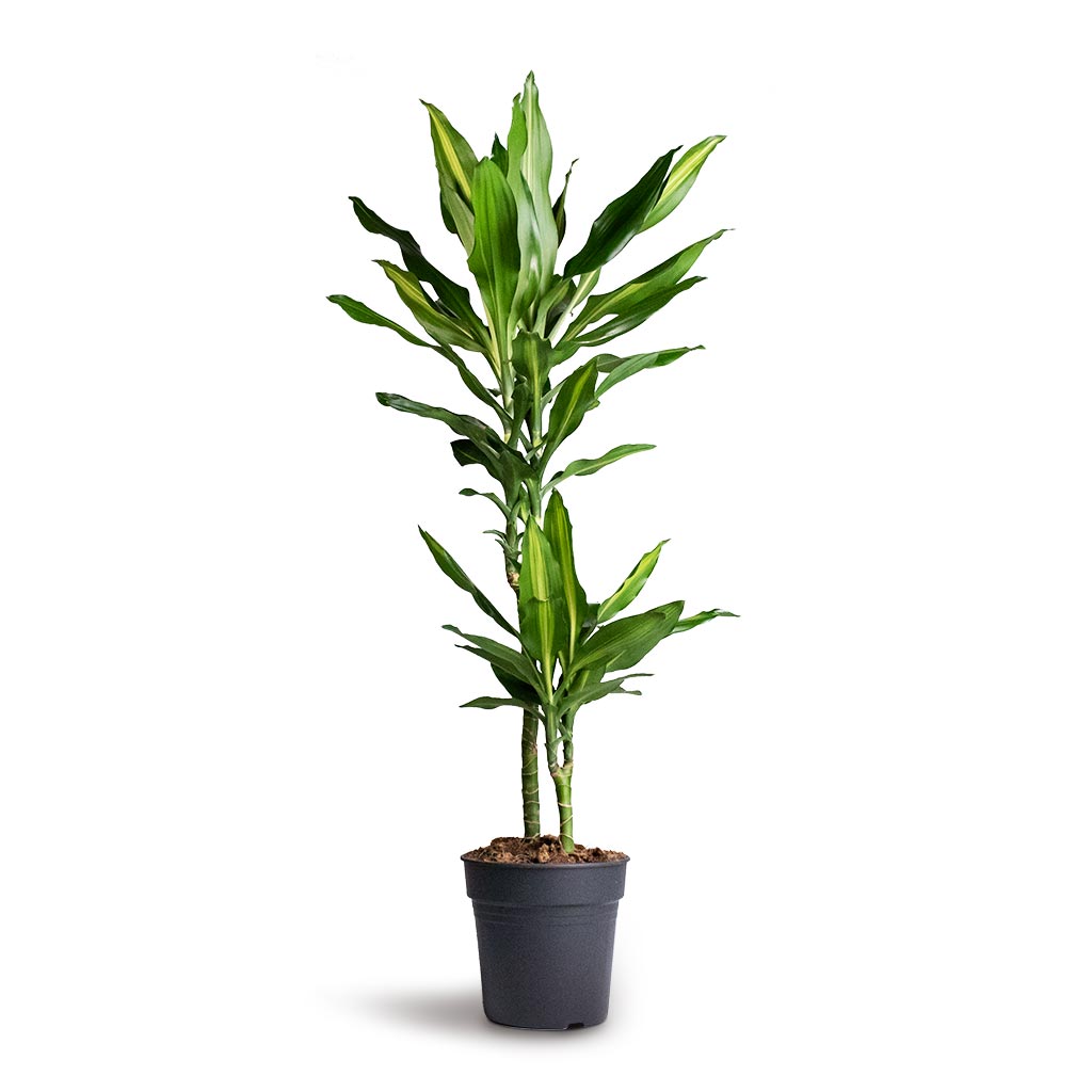Dracaena fragrans Cintho - Branched