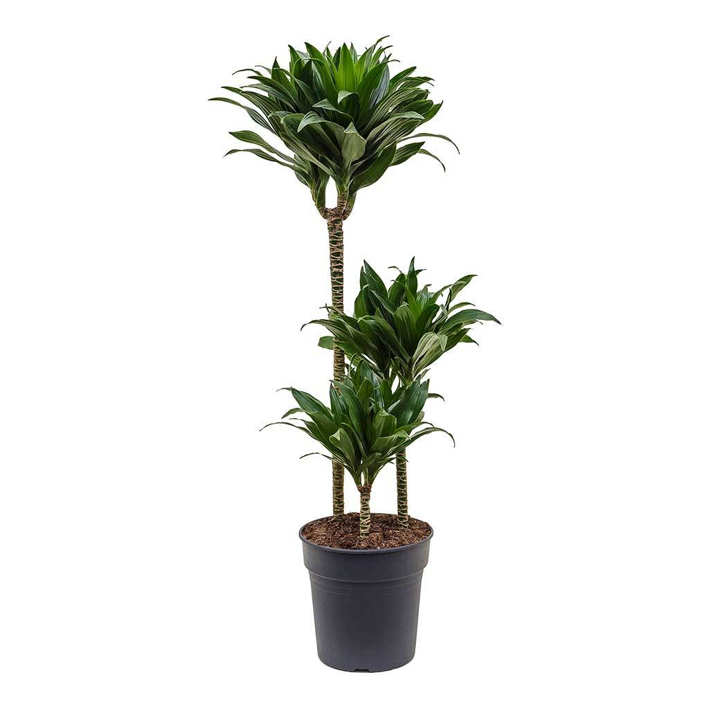 Dracaena fragrans Compacta - 3 Stem