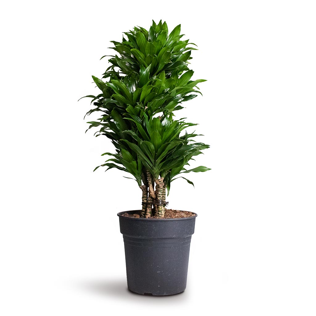 Dracaena fragrans Compacta Branched