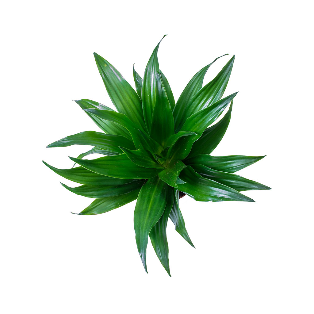 Dracaena fragrans Compacta - Head & Venetian Plant Pot - Grey