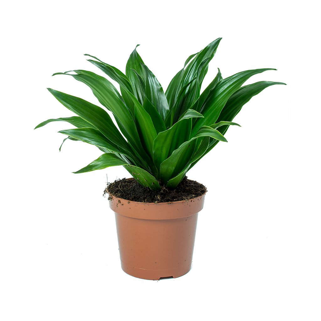 Dracaena fragrans Compacta - Head
