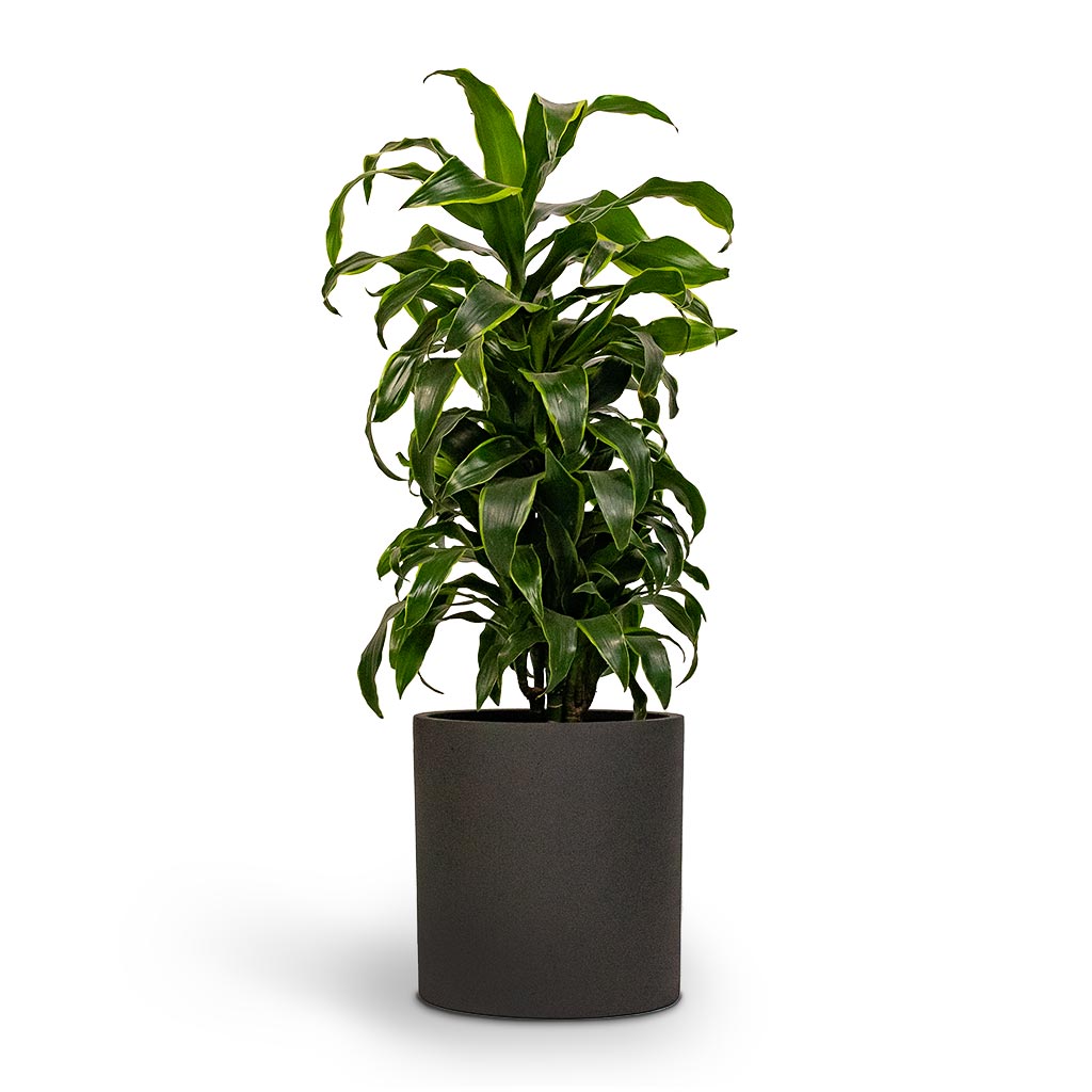 Dracaena fragrans Dorado Branched Houseplant & Max Refined Planter