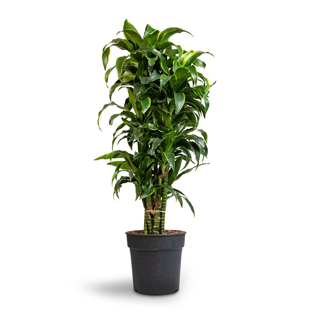 Dracaena fragrans Dorado - Branched