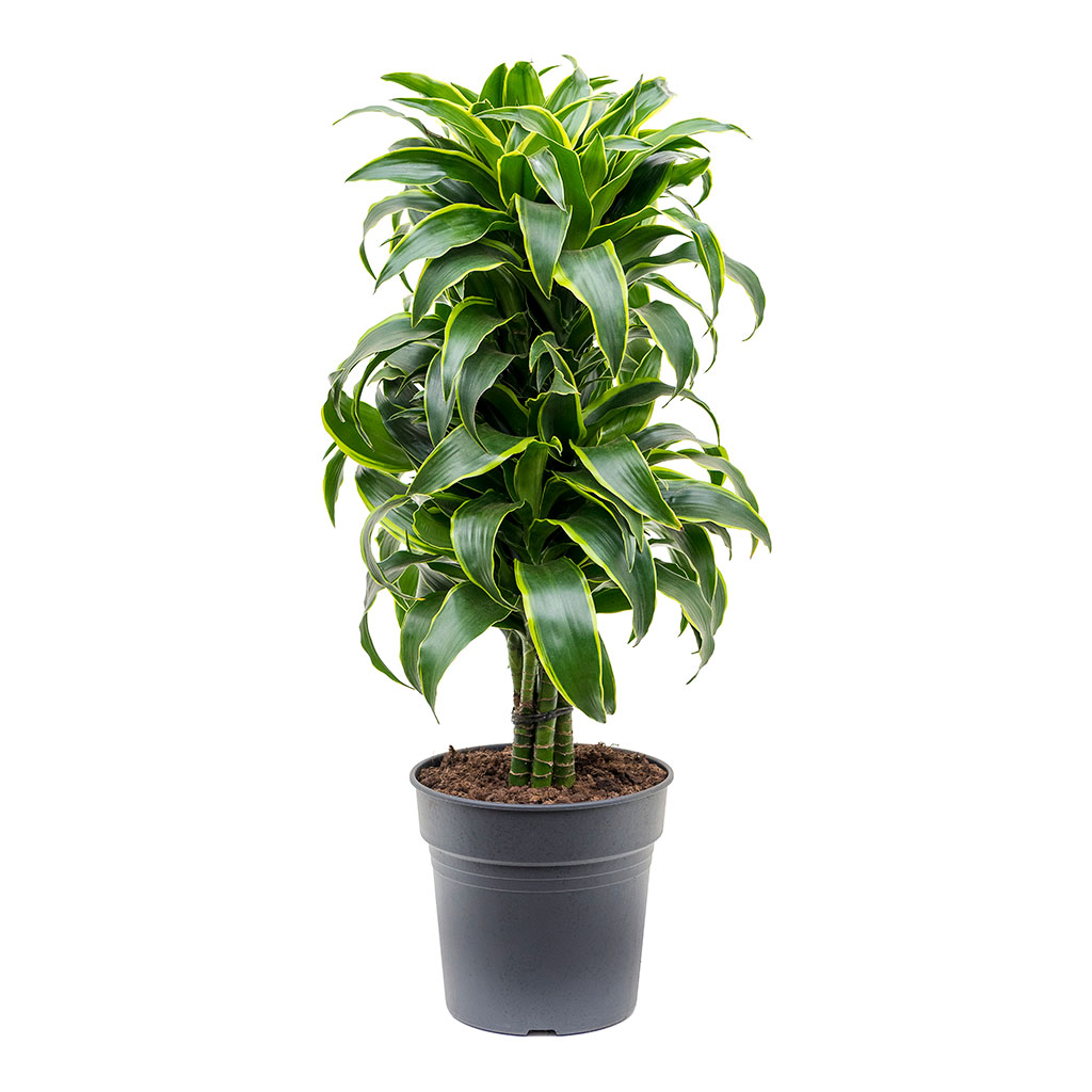 Dracaena fragrans Dorado Branched