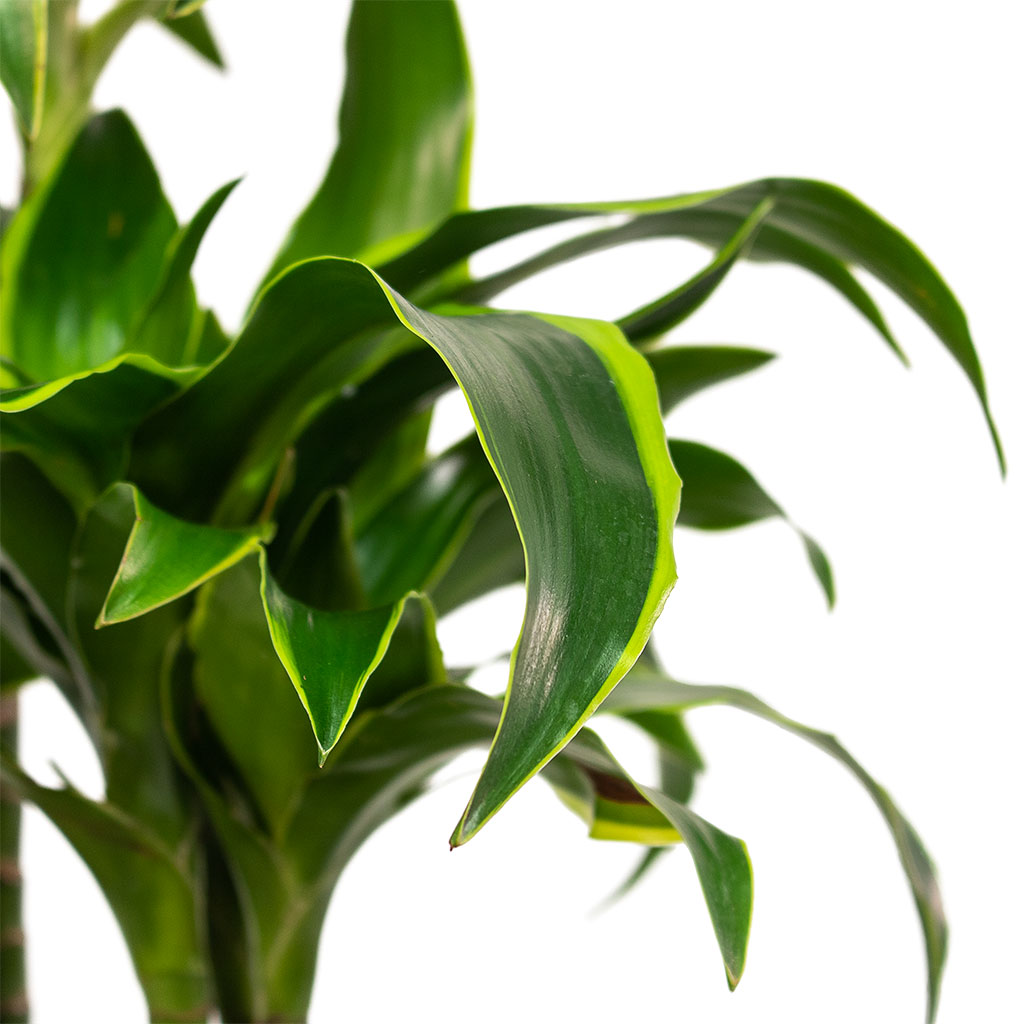 Dracaena frag. Dorado Multi Stem - 21x95cm -  _3-stems_ In Terrazzo Darcy Planter Black - 37x32cm