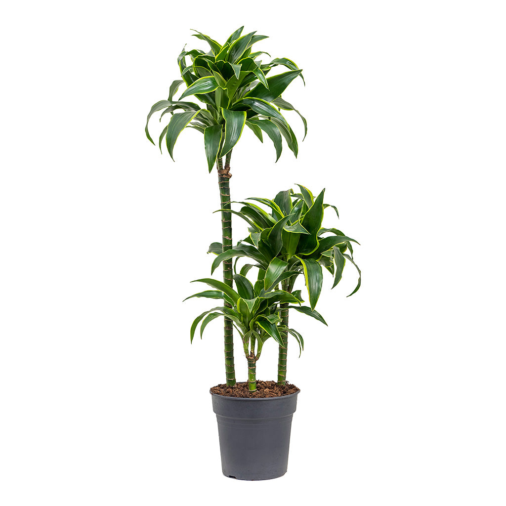 Dracaena fragrans Dorado Multi-Stem